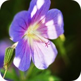 View images