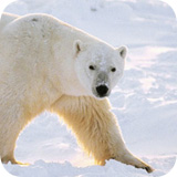 View images Alaska Stock Royalty-Free Images