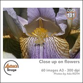 Author's Image - CD AI131 - Zoom sur fleurs