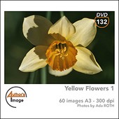 Author's Image - CD AI132 - Fleurs jaunes 1