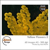 Author's Image - CD AI133 - Fleurs jaunes 2