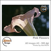 Author's Image - CD AI134 - Fleurs roses 1