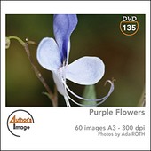 Author's Image - CD AI135 - Fleurs violettes et bleues 1 