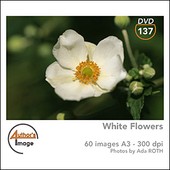 Author's Image - CD AI137 - Fleurs blanches