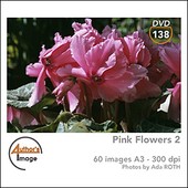Author's Image - CD AI138 - Fleurs roses 2