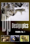 Design Pics RF - CD DP-W1-06 - Wildlife Vol. 1