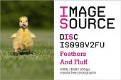 Image Source - CD IS098V2FU - Feathers And Fluff