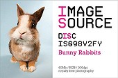 Image Source - CD IS098V2FY - Bunny Rabbits